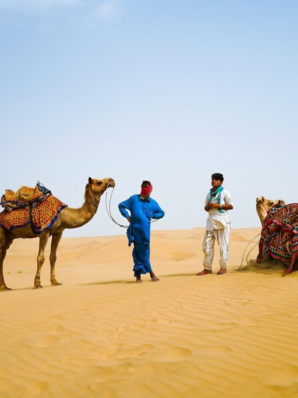 Camel Safari In Desert of Jaisalmer, Rajasthan