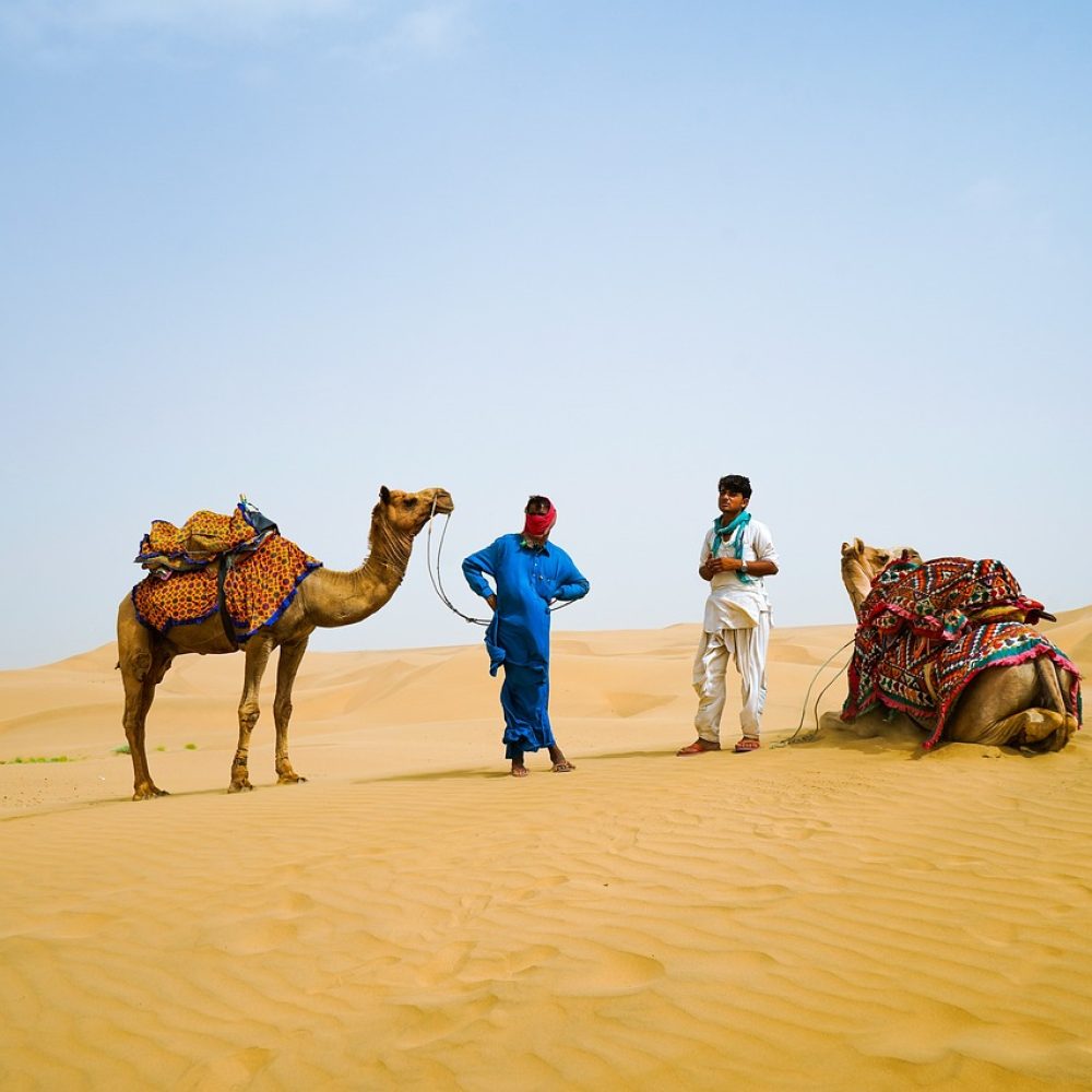 Camel Safari In Desert of Jaisalmer, Rajasthan