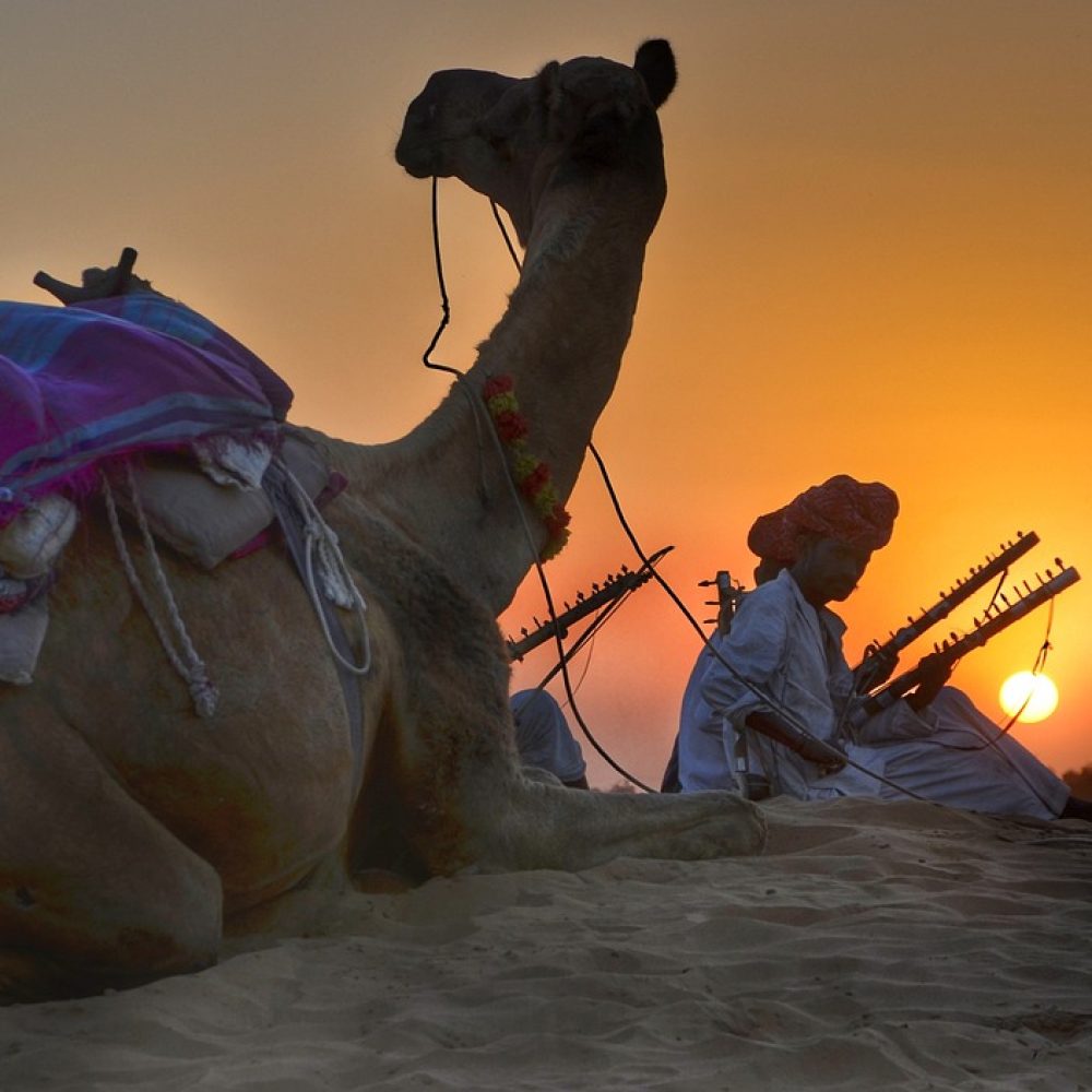 rajasthan, camel, safari